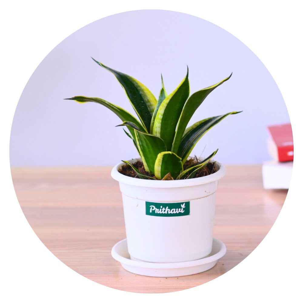 Sanseveria Snake Plants