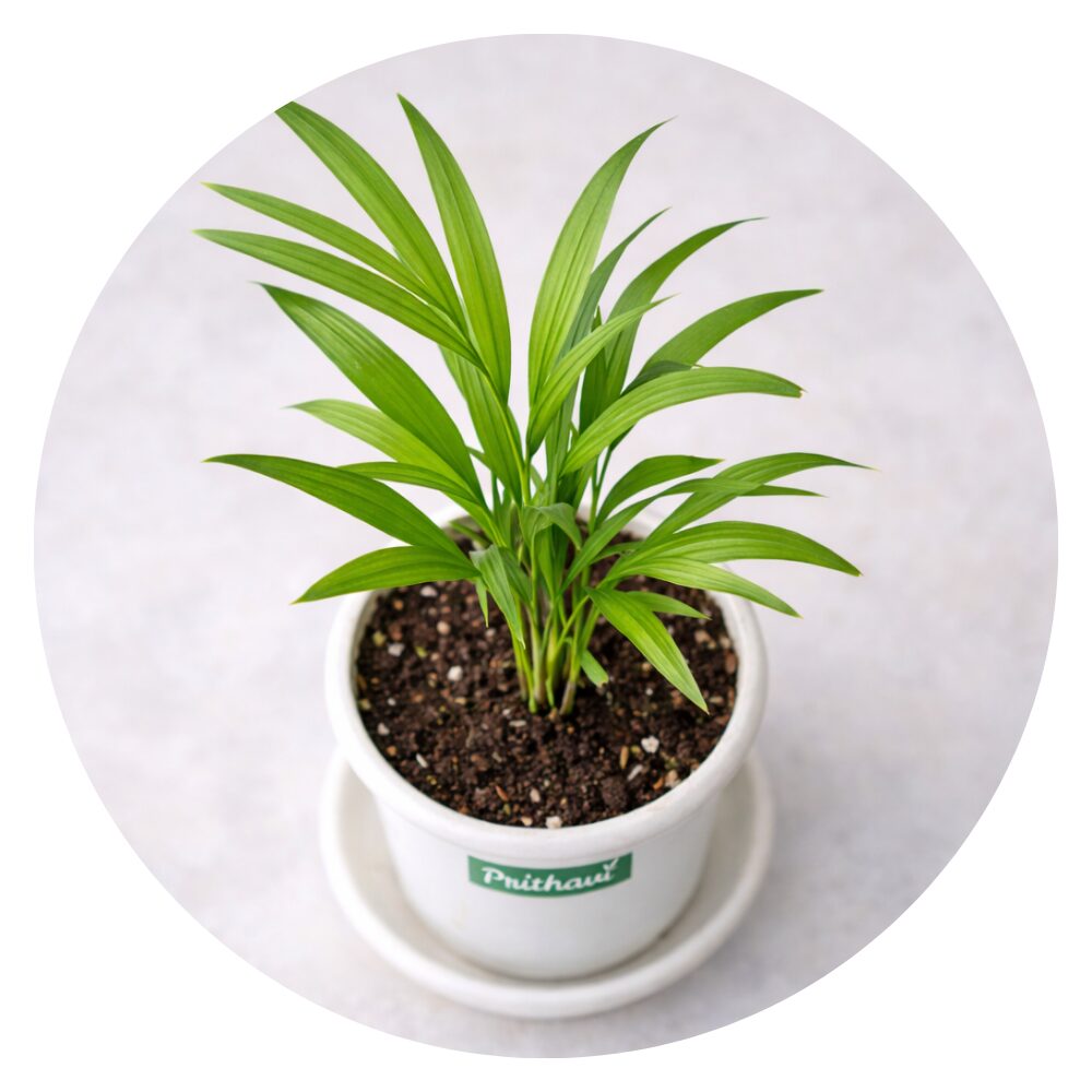 Air Purifying Plants