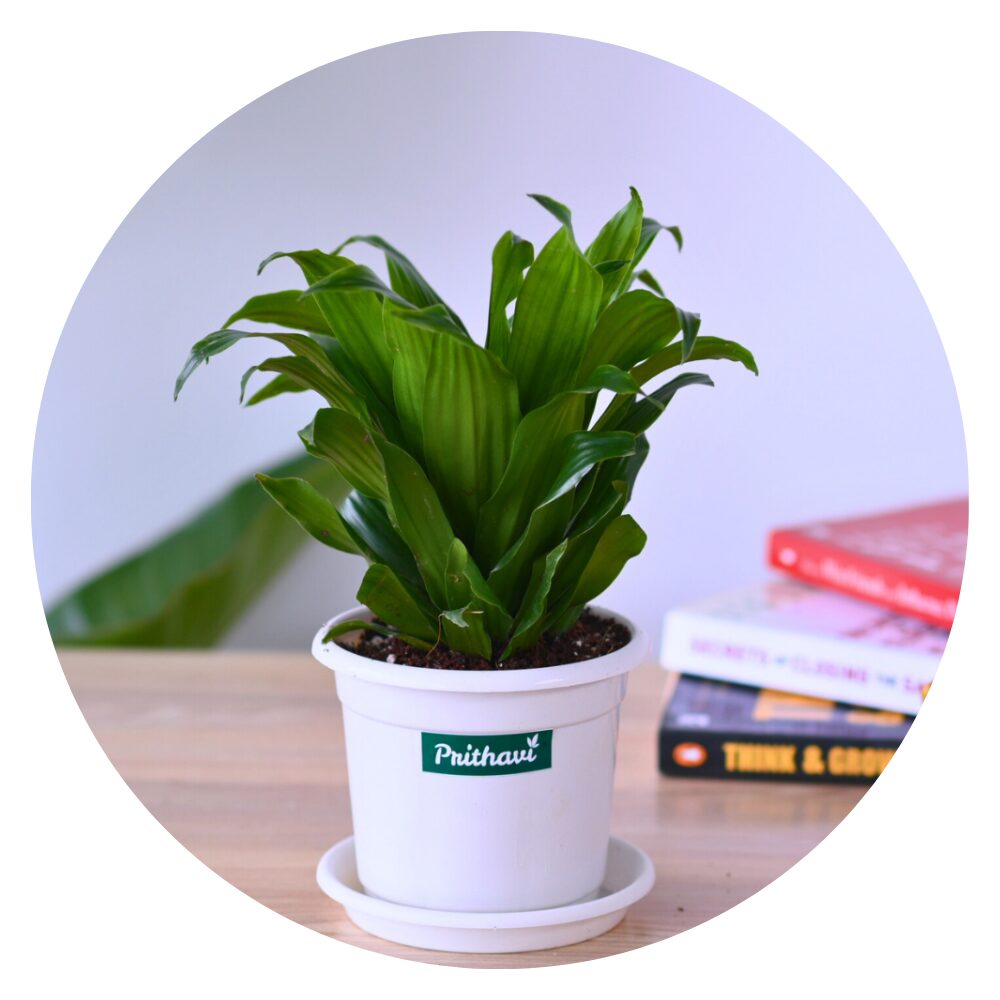 Office & Desk Plants