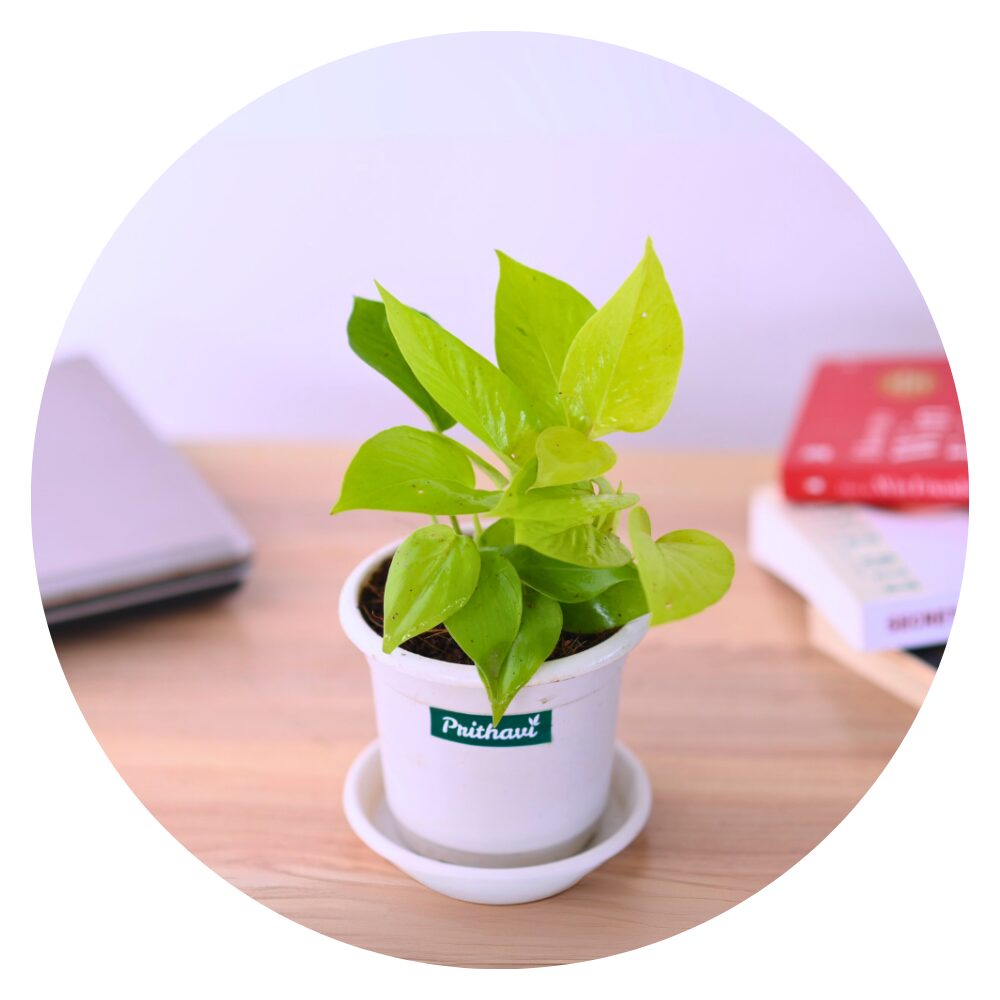 Easy To Care Beginner Plants