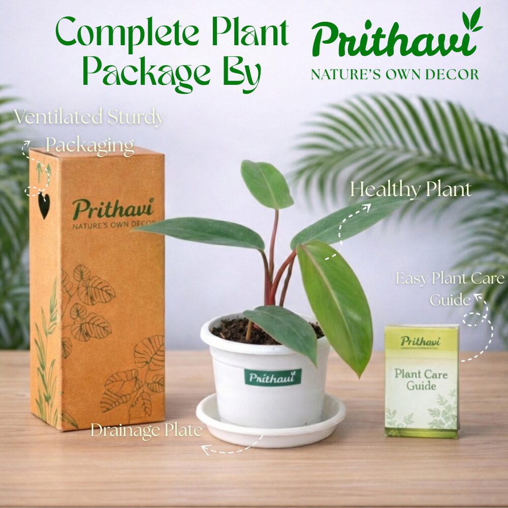 Philodendron Red Emerald - Image 4