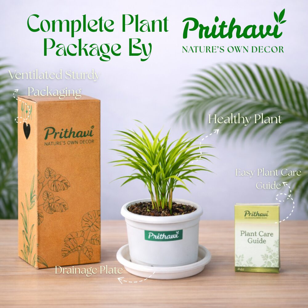 Areca Palm Plant - Image 6