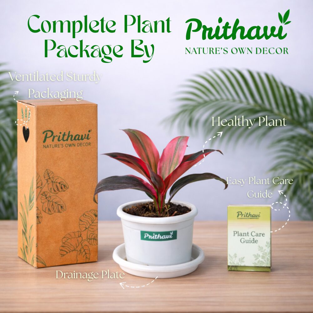 Dracena Rosy Pink - Image 5