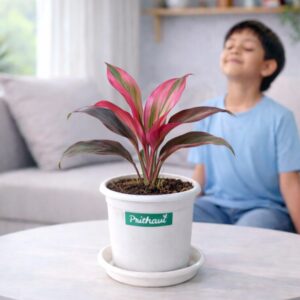 Dracena Rosy Pink